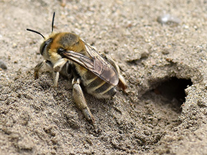 Vignette Anthophora.jpg